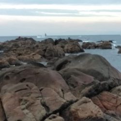 一文字でグレ釣れてます・